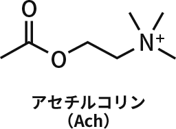アセチルコリン（Ach）